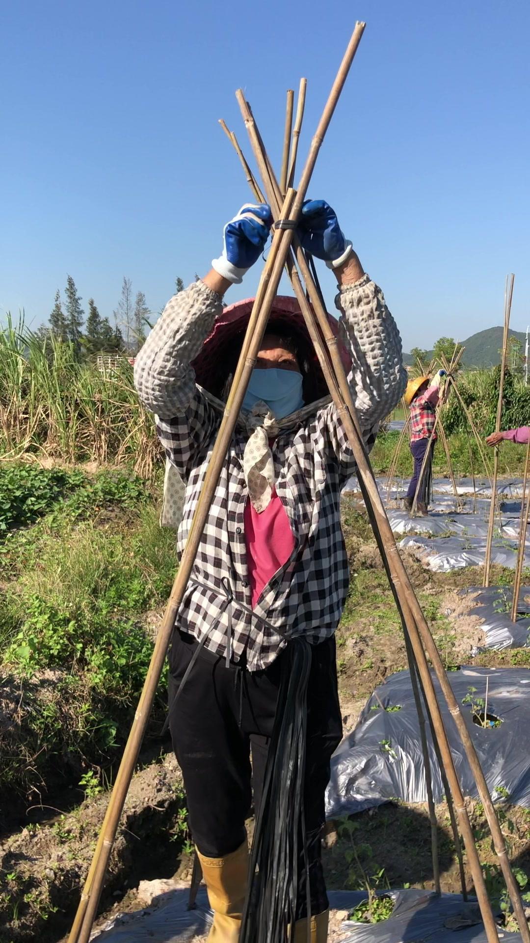 小番茄圣女果啊姨们正在搭架子 农业种植 新农人计划 田园生活