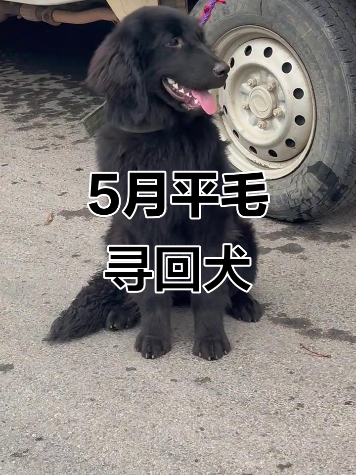 五个月平毛寻回猎犬,活泼可爱萌态十足