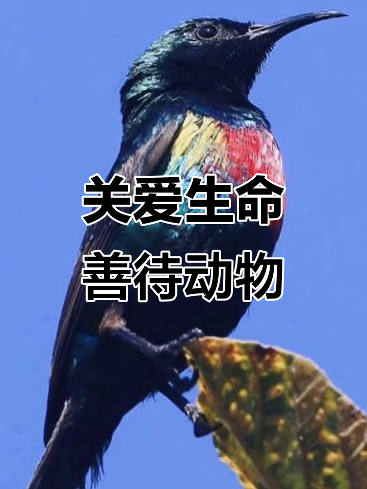 爱护野生动物,保护自然生态