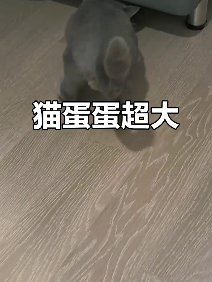 九个月猫咪蛋蛋竟然这么大,太夸张了!