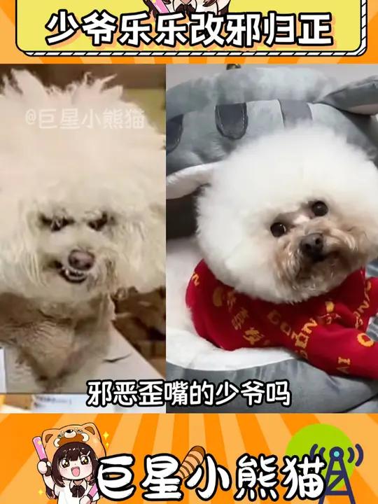 熊猫歪嘴的表情包图片