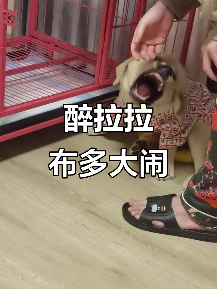 拉布拉多酒后失控,咬人事件惊险一幕