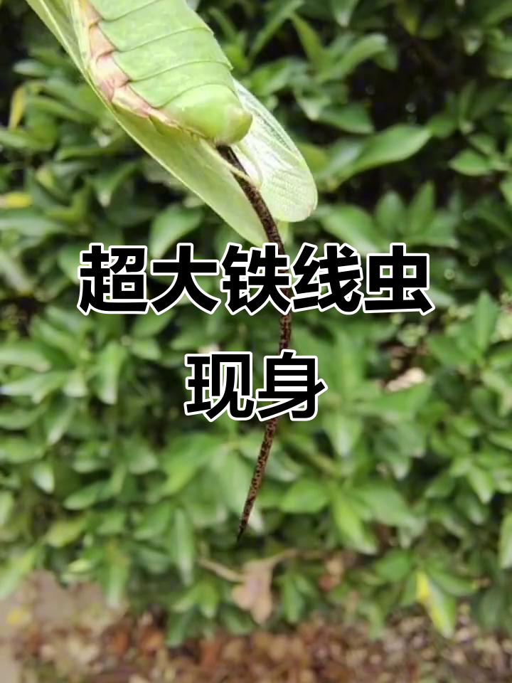 铁线虫从肚子里爬出,竟然这么大!