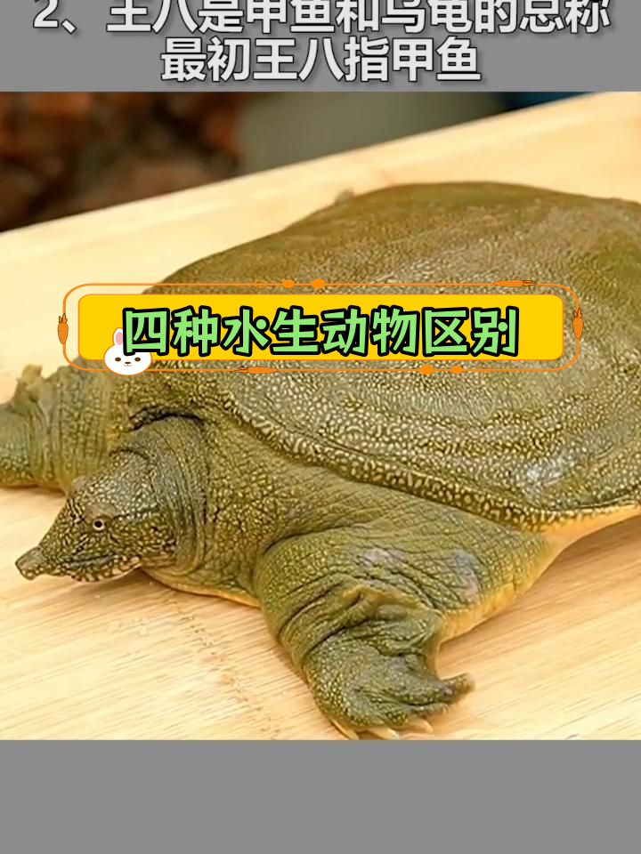 乌龟,王八,甲鱼和鳖的区别解析