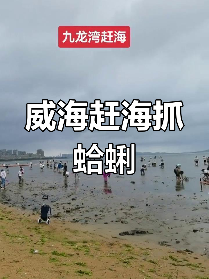 威海九龙湾公园赶海,退大潮挖蛤蜊超热闹