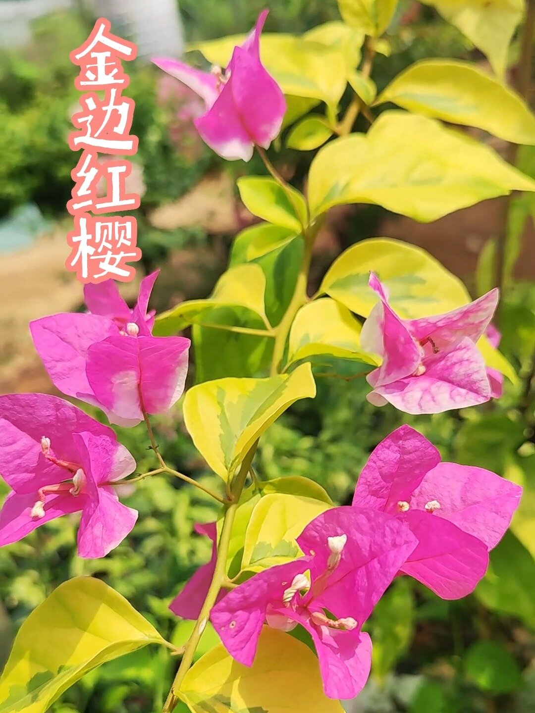 勤花,涨势快,花朵大——金边红樱