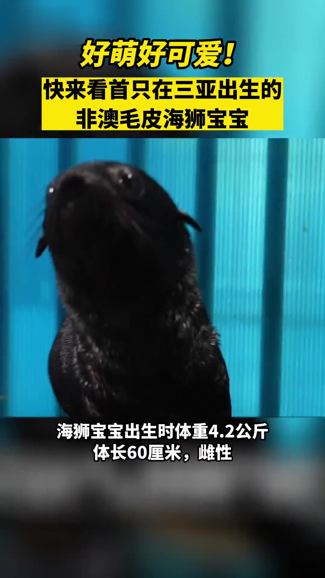 好萌好可爱!快来看首只在三亚出生的非澳毛皮海狮宝宝 海狮-度小视