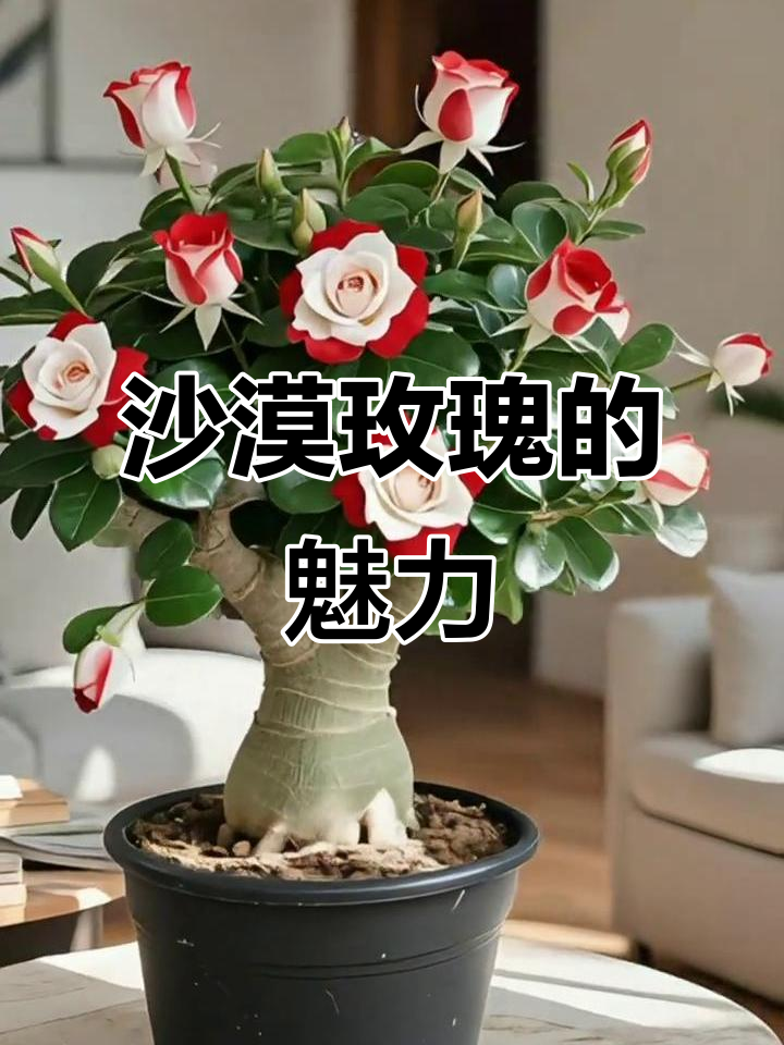 沙漠玫瑰,花如牡丹,寓意吉祥富贵,养一盆让生活更添彩