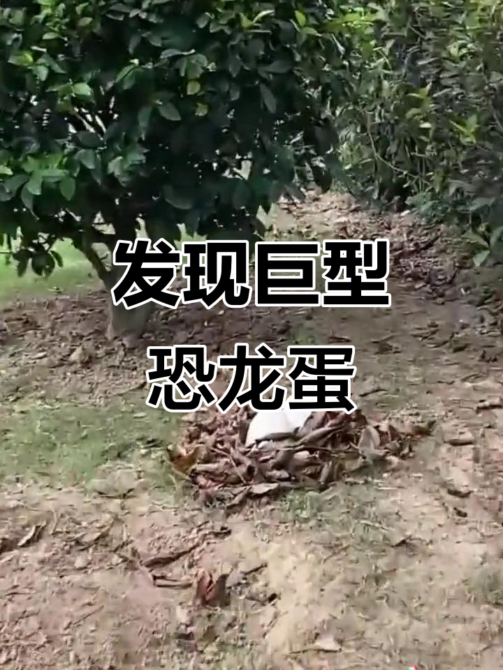公园惊现两个巨大恐龙蛋,霸王龙再现?