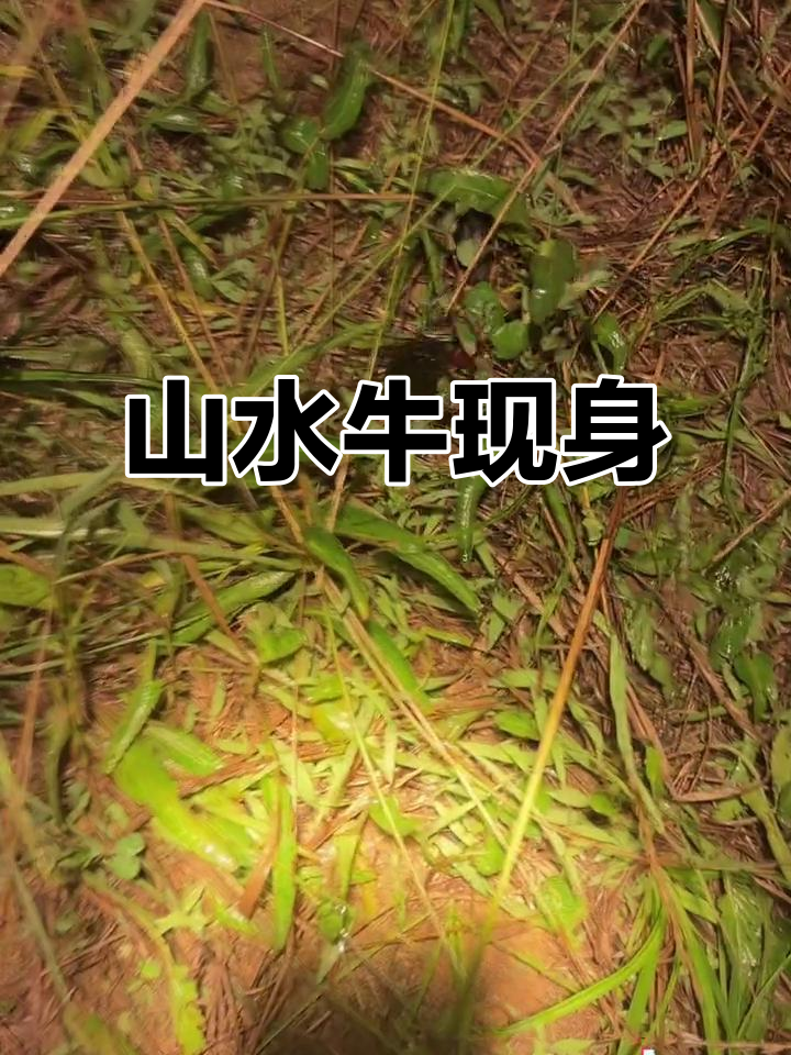 山水牛破土而出,超有趣!