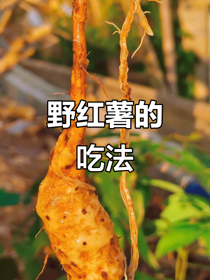 野红薯,营养丰富,可炒煮或当主食
