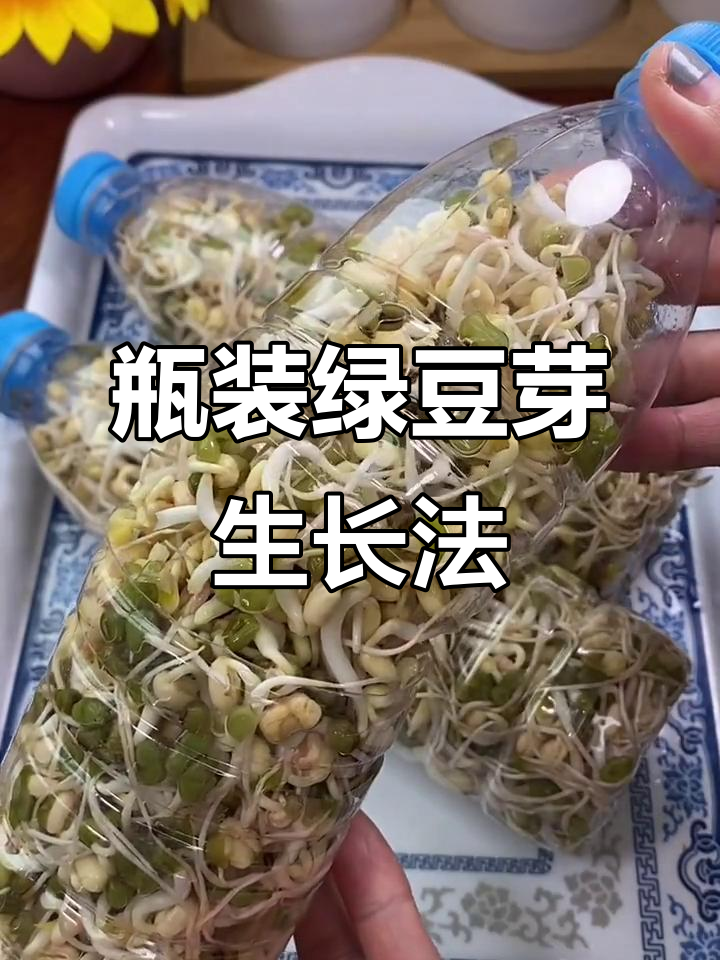 矿泉水瓶生豆芽,简单又高效!