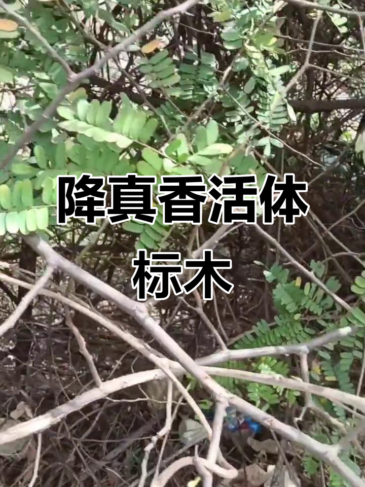 降真香活体树标本,珍贵香气扑鼻而来
