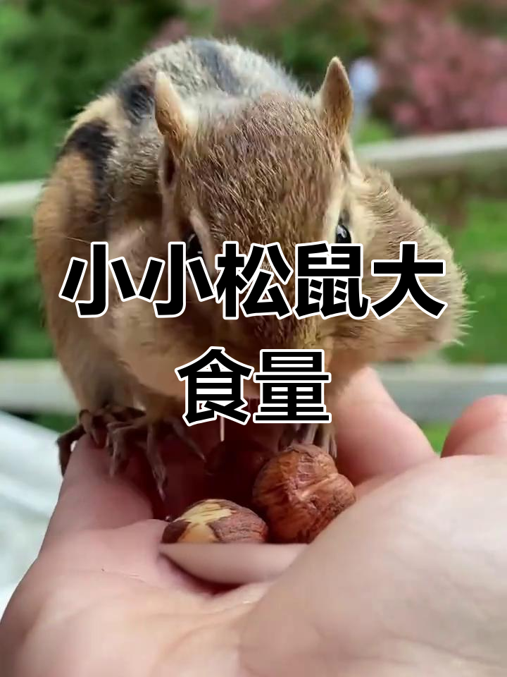 世界上最小的松鼠,竟然是个吃货!看它如何储存食物