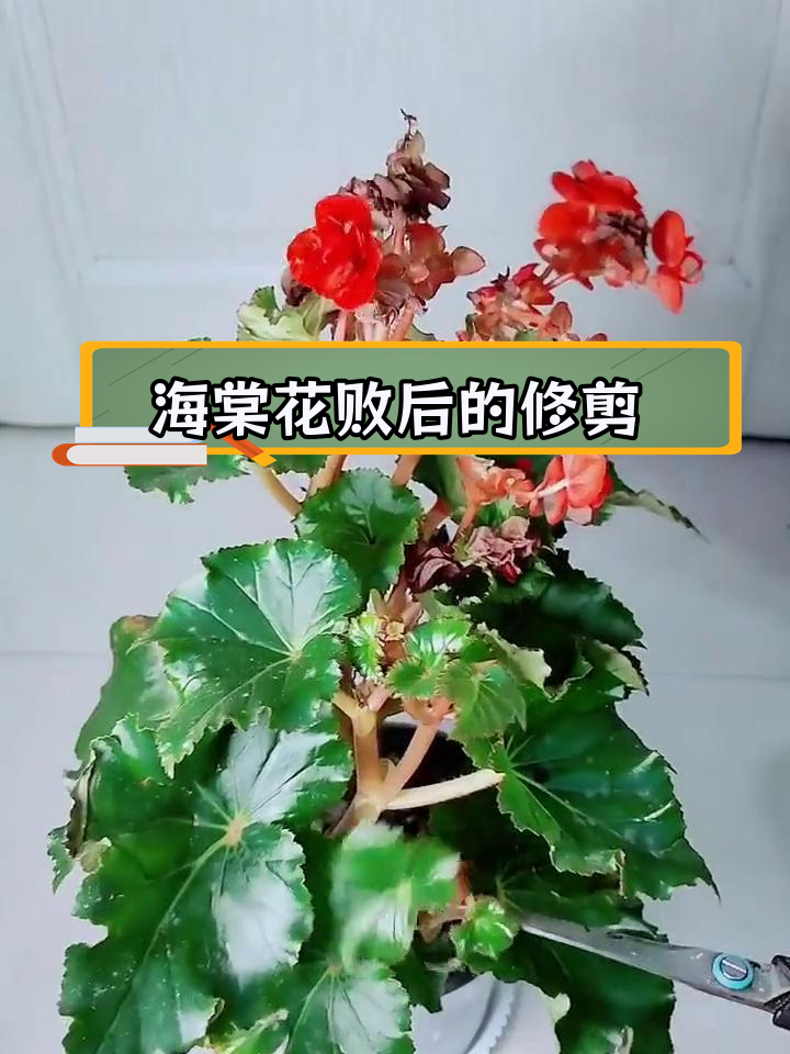 丽格海棠花期后如何修剪与养护