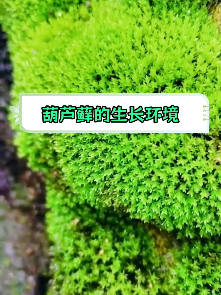 葫芦藓:阴湿环境的孢子植物