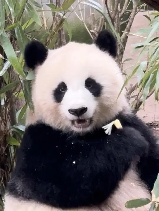 北川不愧是基地之花,保安大哥疏散游客还得靠校花 大熊猫北川 大熊猫