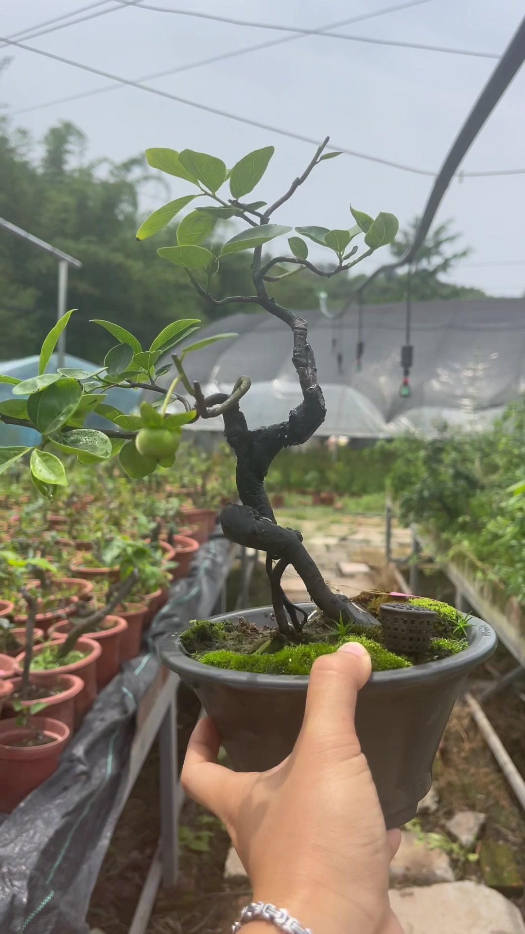 小精品柿饼果lai62lou 金弹子盆景 金弹子 盆景