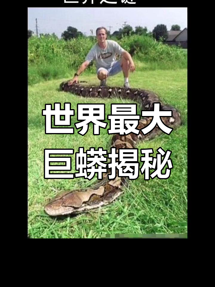 发现世界最长蟒蛇,重三百公斤寿命达140岁