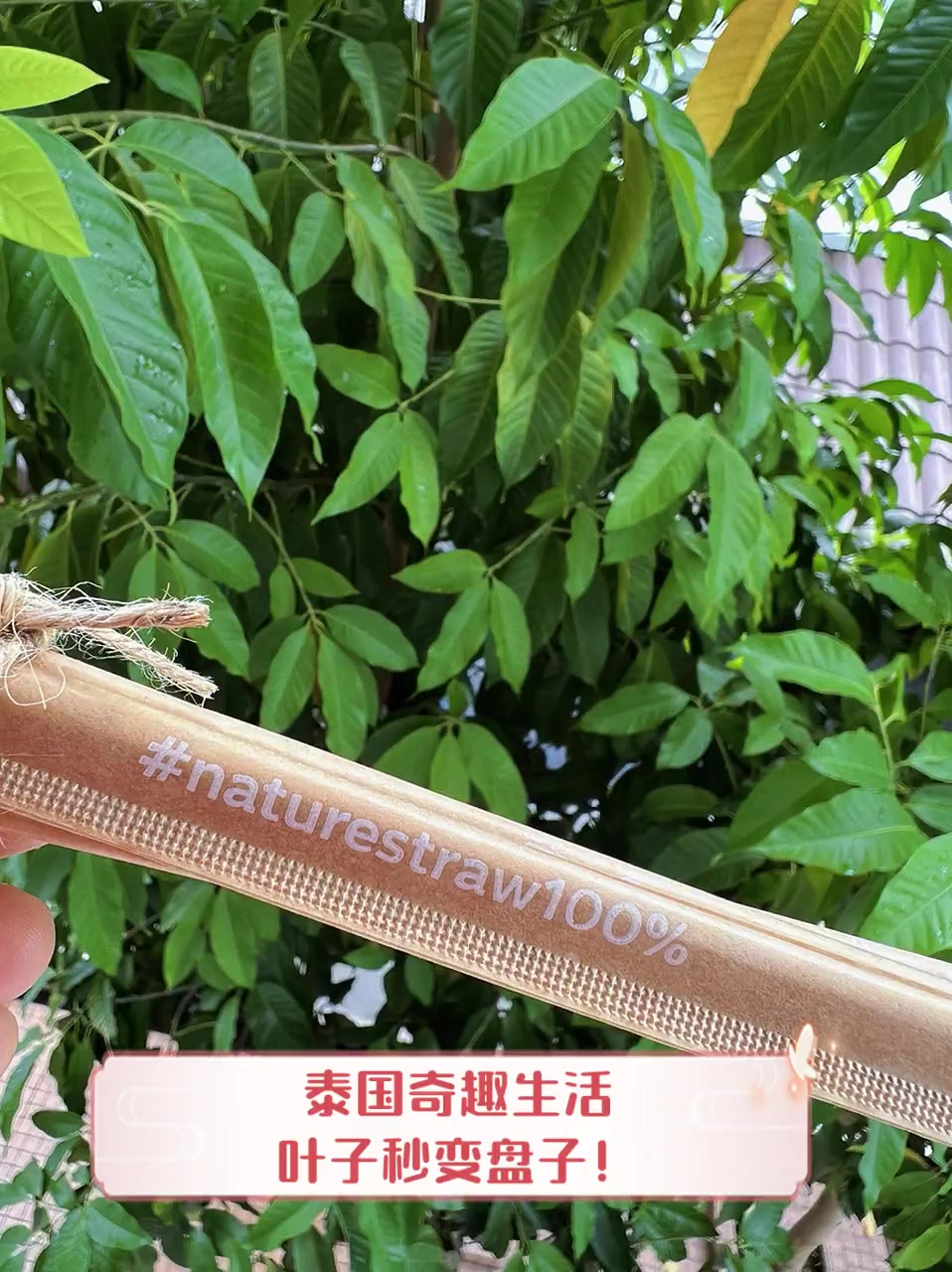 泰国奇趣生活,叶子秒变盘子!