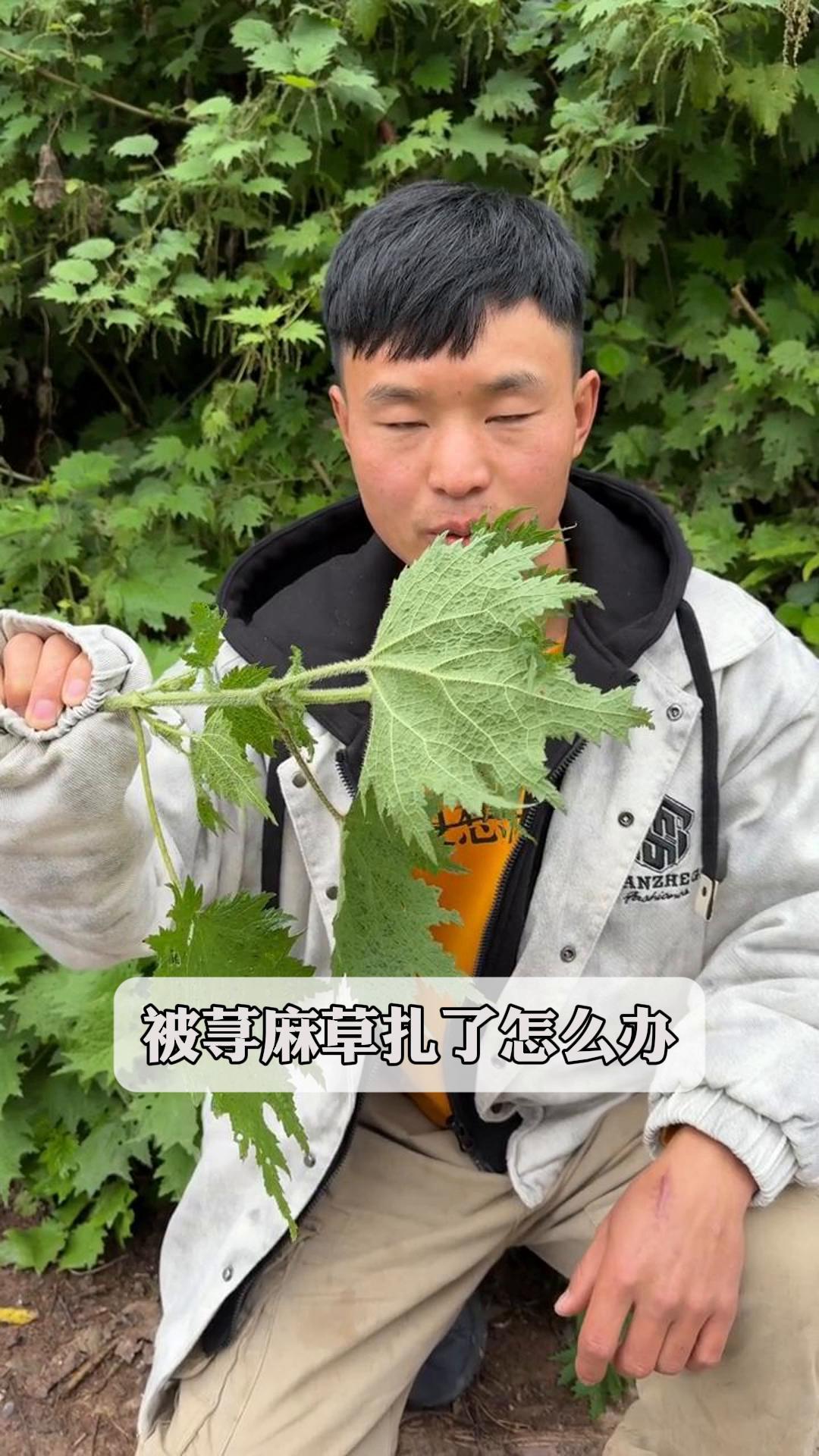 被荨麻草扎了怎么办?
