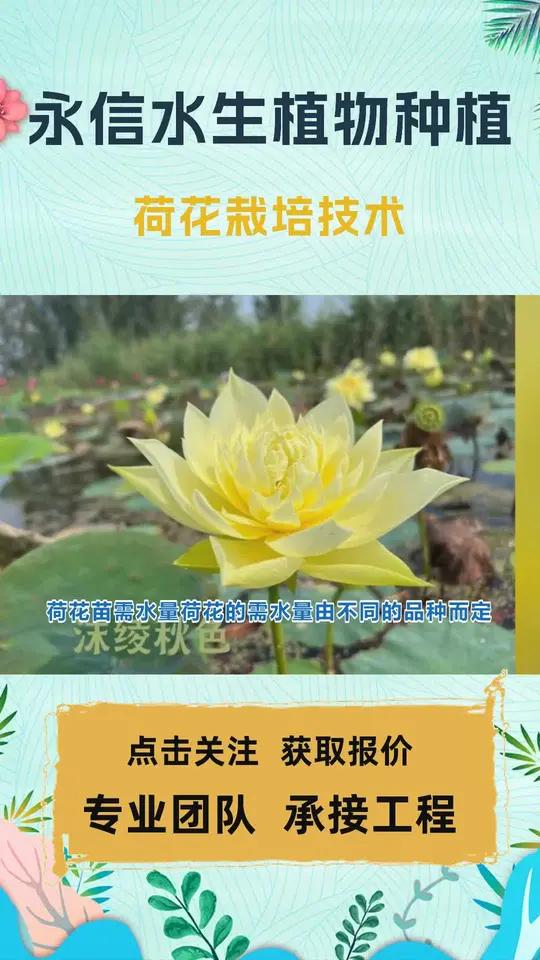 荷花栽培技术 荷花的种植技术 观赏 荷花 荷花卖花 荷花种植方案