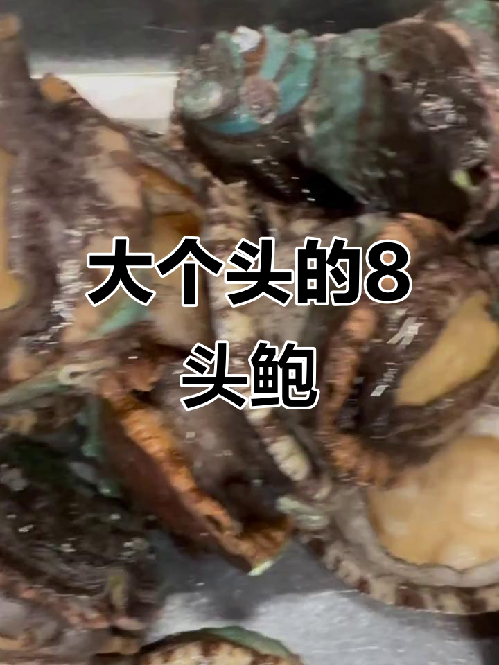 8只鲍鱼,个头超大超实