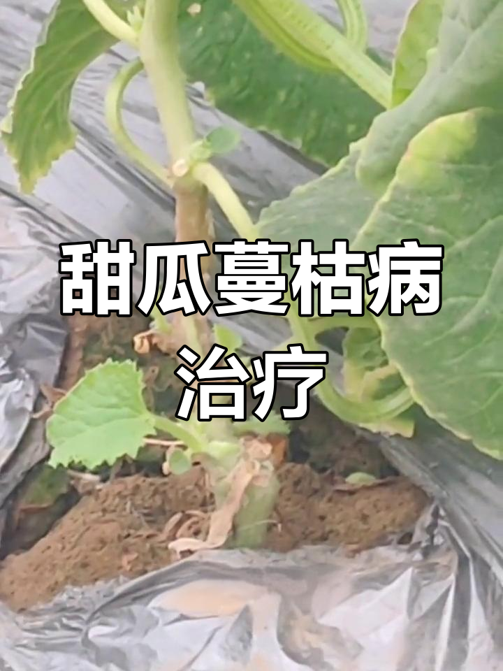 甜瓜茎腐病图片