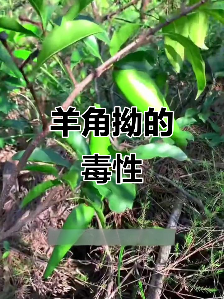 羊角拗:与断肠草齐名的剧毒植物,你了解吗?
