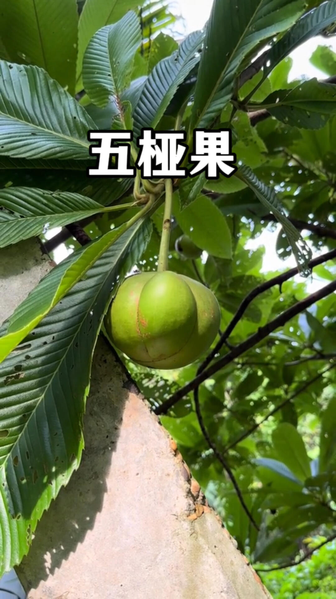 五桠果:也叫做第伦桃,大象苹果