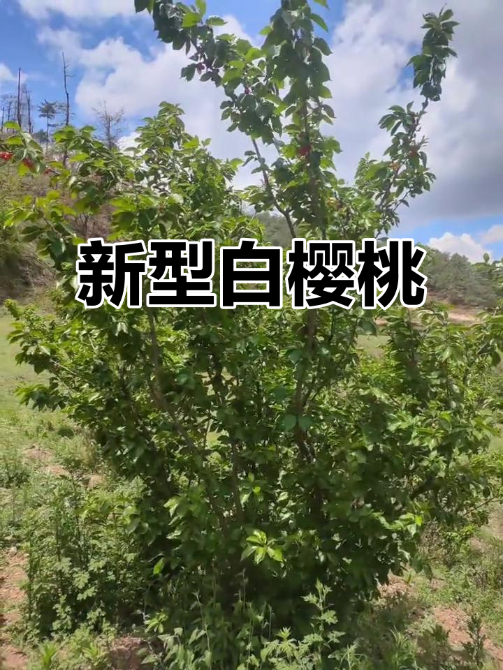 新品种白色无柄樱桃,超惊艳!