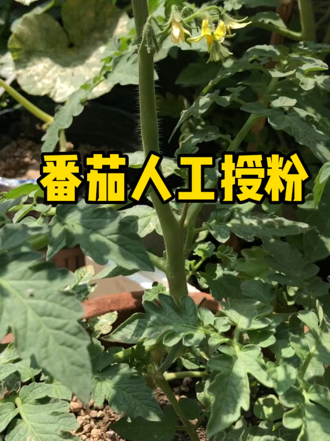 西红柿授粉方式图片