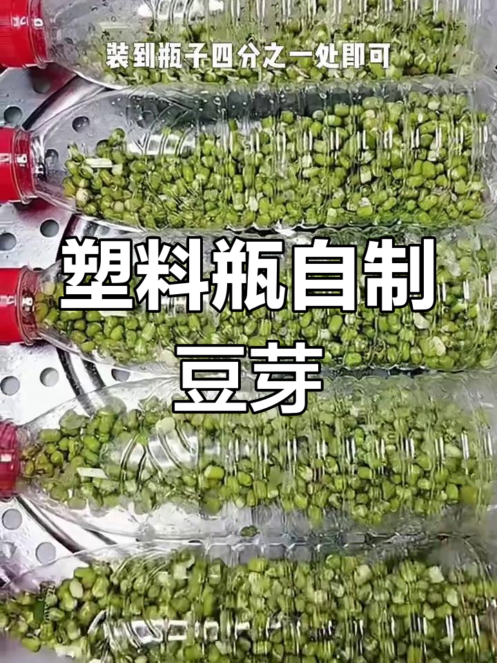 用矿泉水瓶发豆芽,简单又好玩