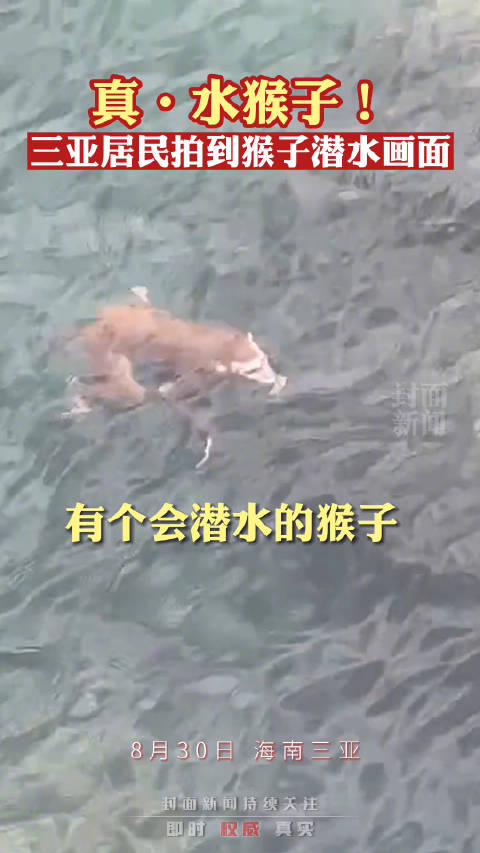 水猴子真实图片大全图片