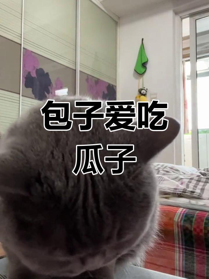 瓜子猫作品图片