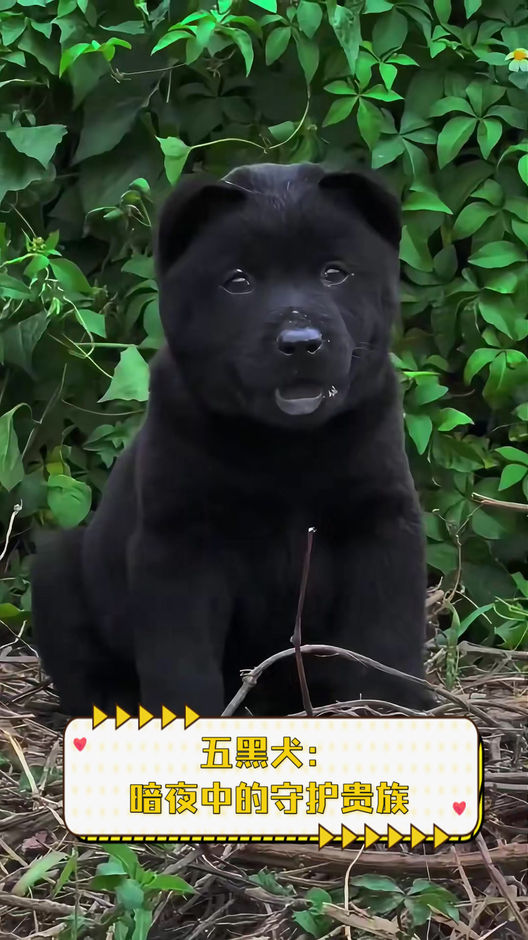 五黑犬:暗夜中的守护贵族