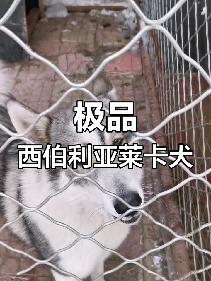 西伯利亚莱卡犬"米格"高清展示,极品中的极品