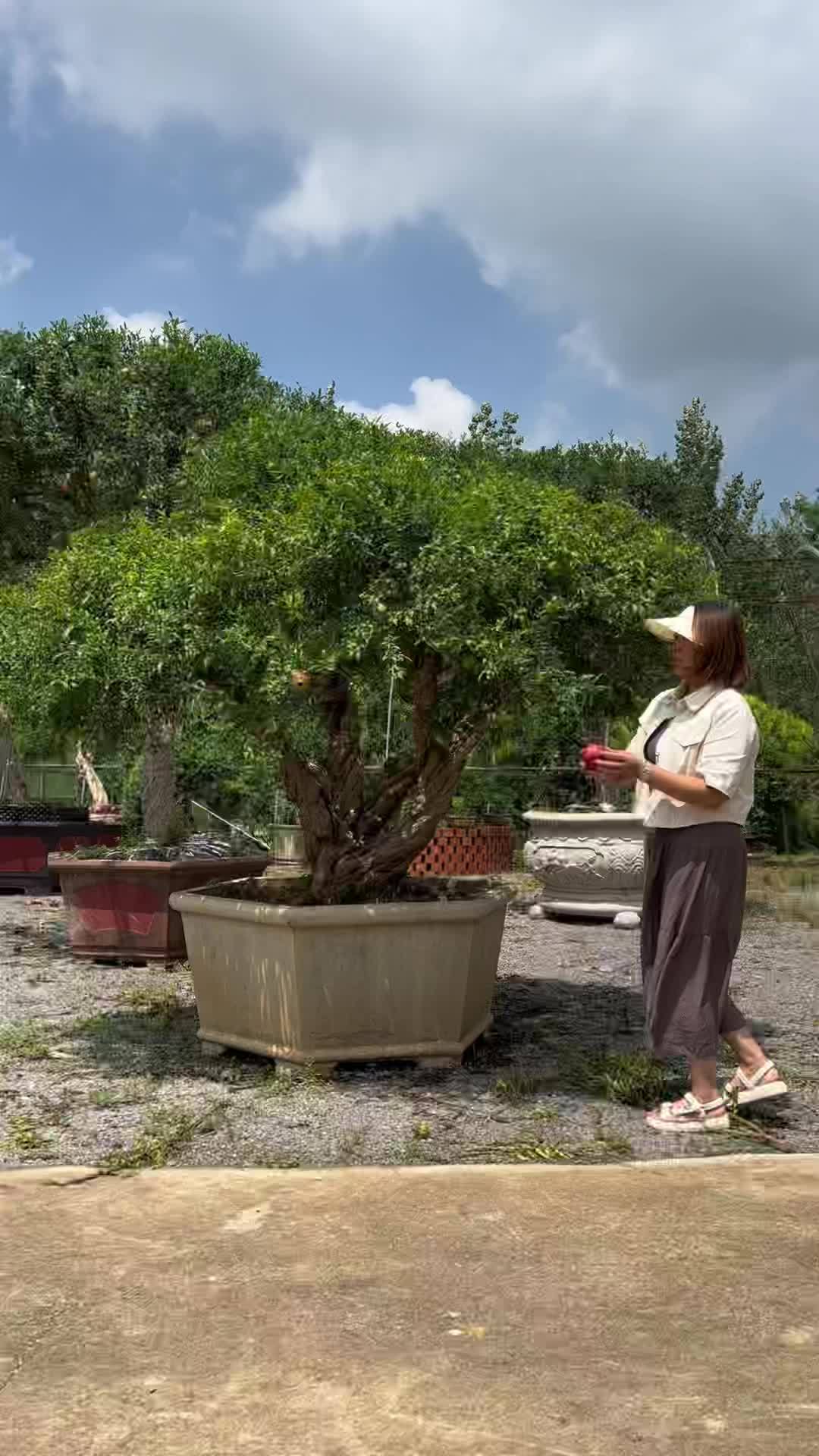 矮生石榴树品种图片