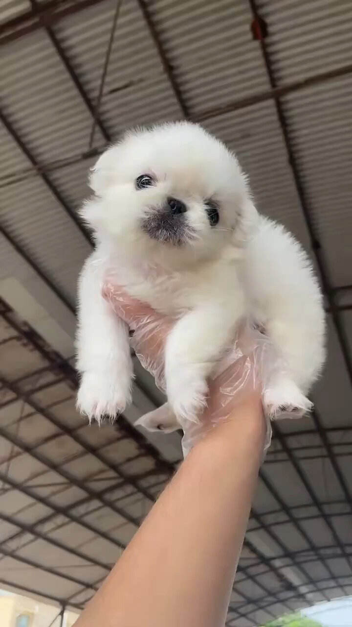 京巴犬幼犬狗狗出售純種