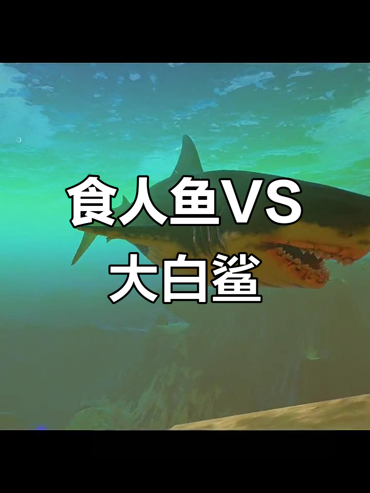 食人鱼挑战大白鲨,谁能笑到最后?