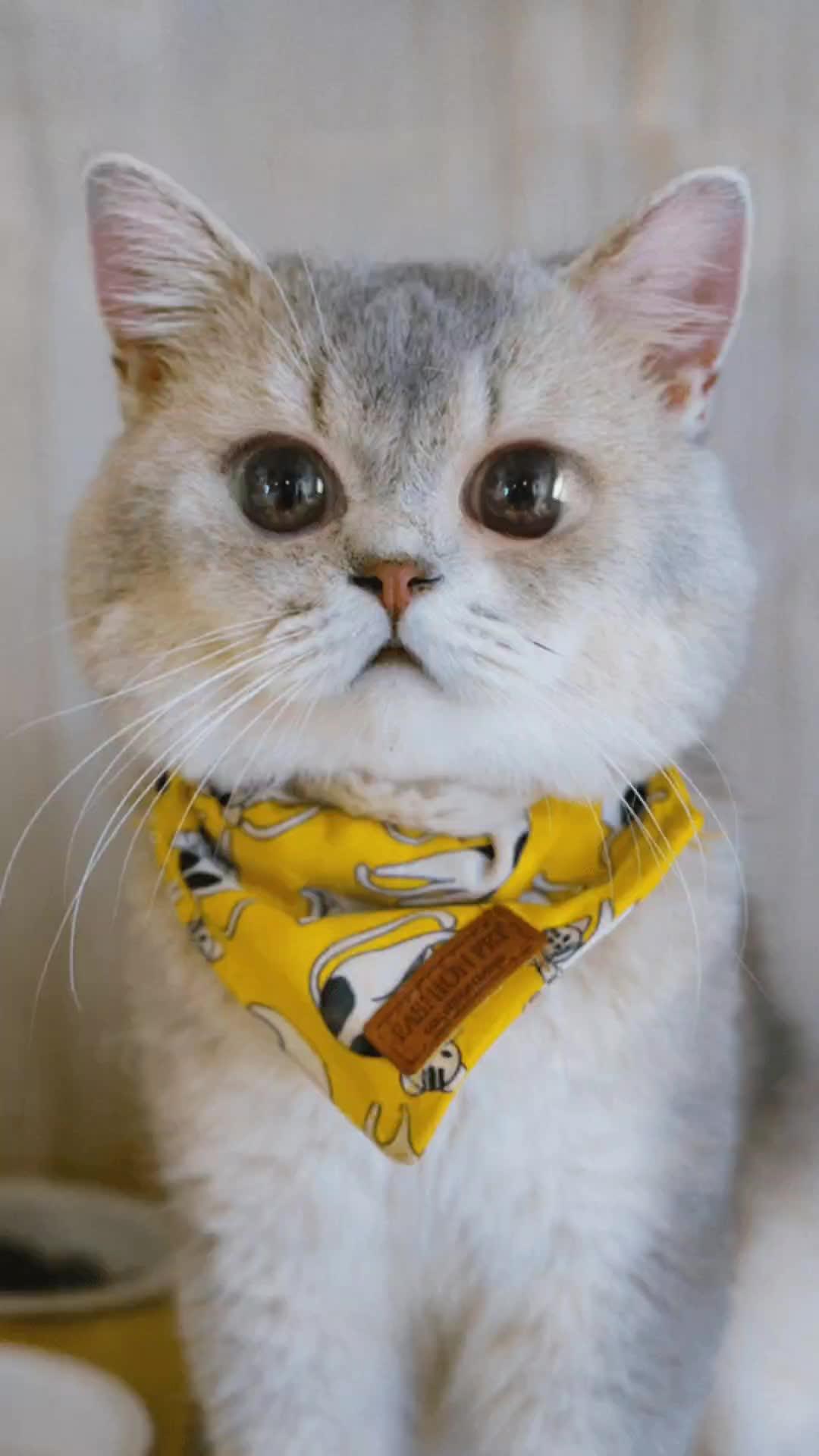 呆萌猫猫 卡姿兰大眼睛 对眼之小猫咪-度小视