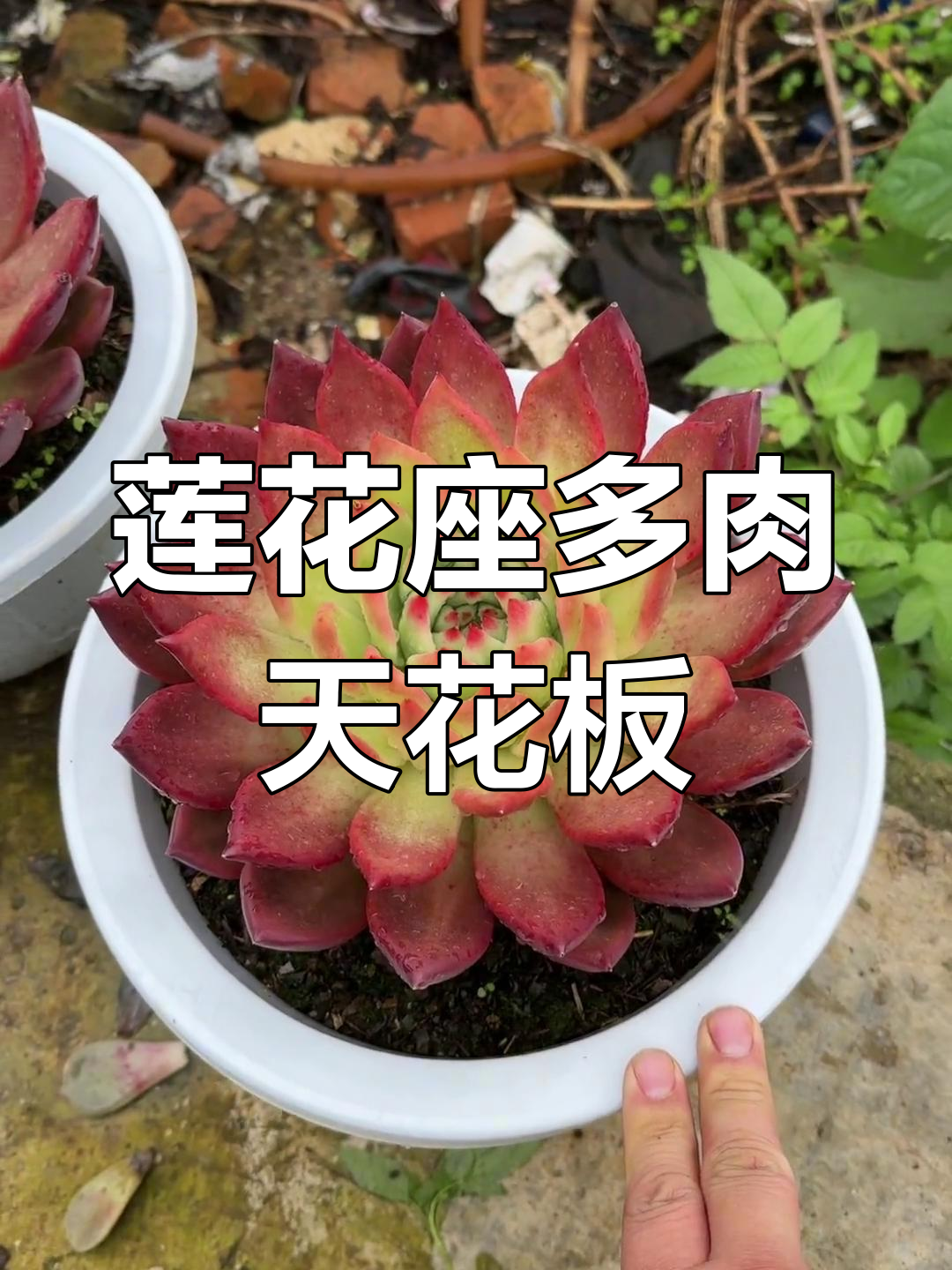 莲花座天花板,超级弗兰克的多肉魅力