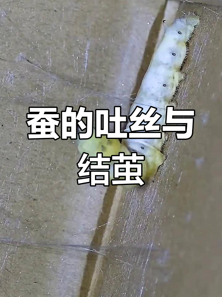 蚕吐丝被打断图片