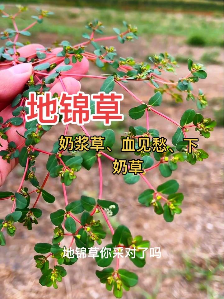 地锦草又名奶浆草,血见愁,叶子似马齿苋,不要采错了