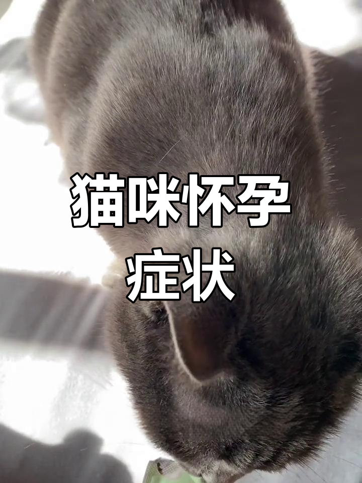 猫怀孕肚子大小变化图图片