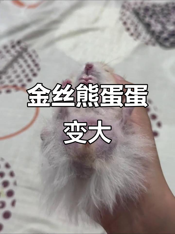 金丝熊蛋蛋像气球一样膨胀,萌态十足