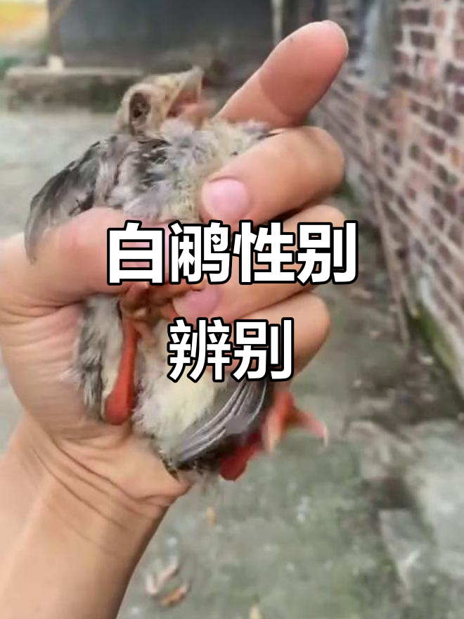 一个月大的白鹇,公母怎么分辨?