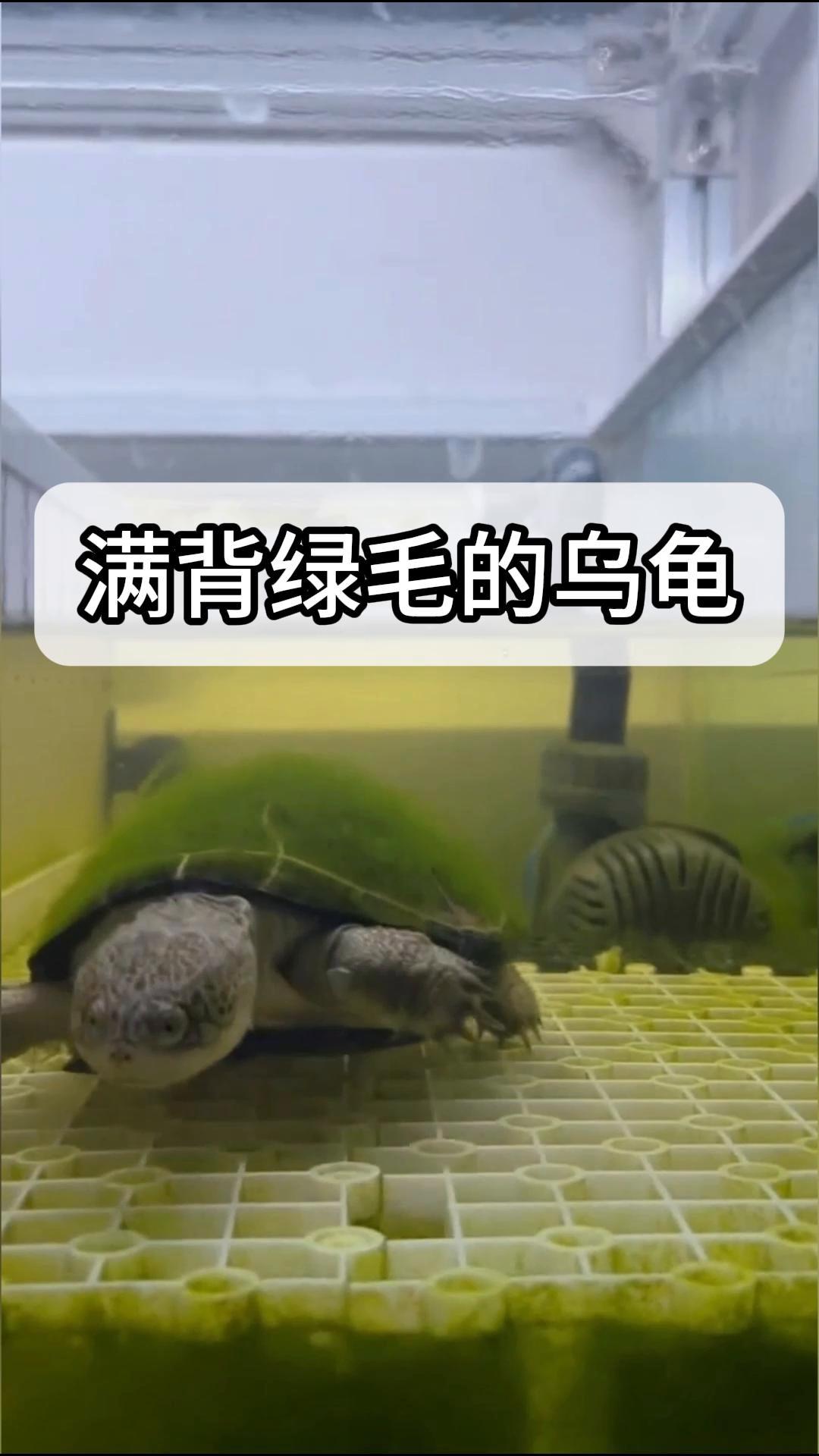 绿毛龟泛滥成灾?环保组织呼吁加强保护