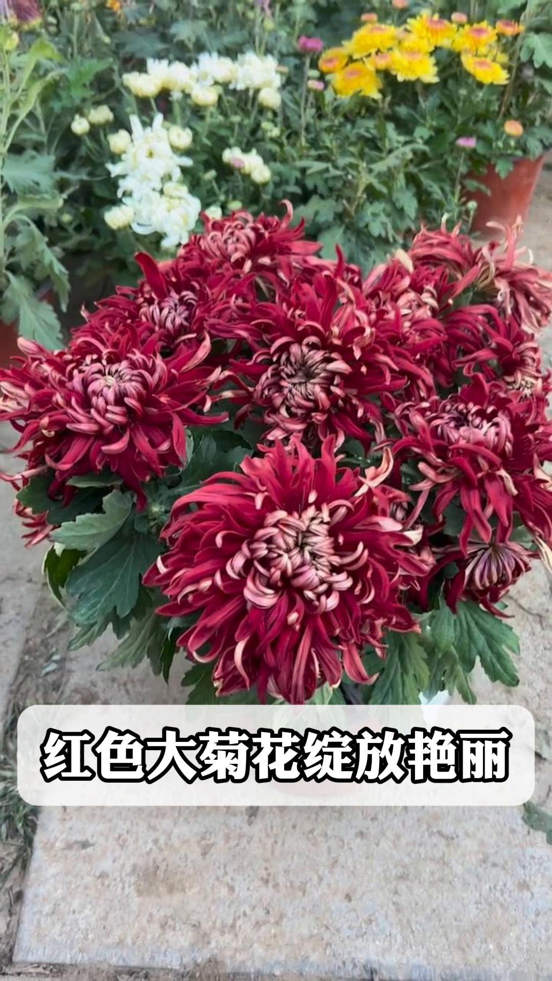 大红色的菊花图片大全图片