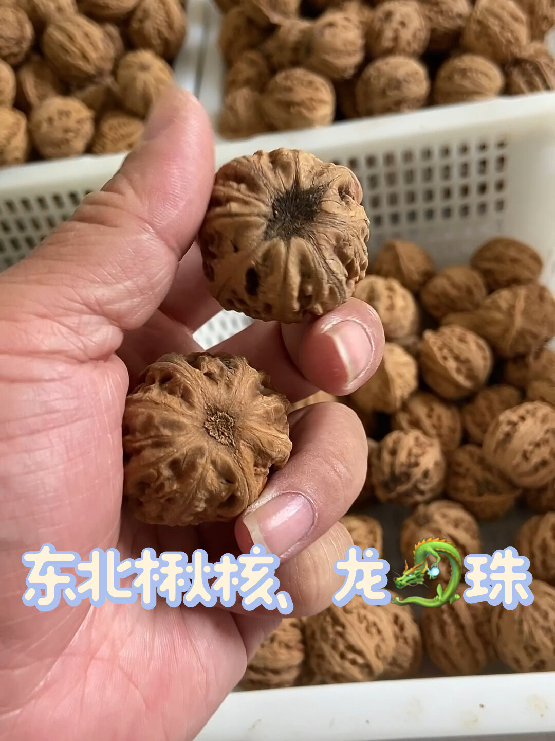 东北楸子核桃,龙珠款
